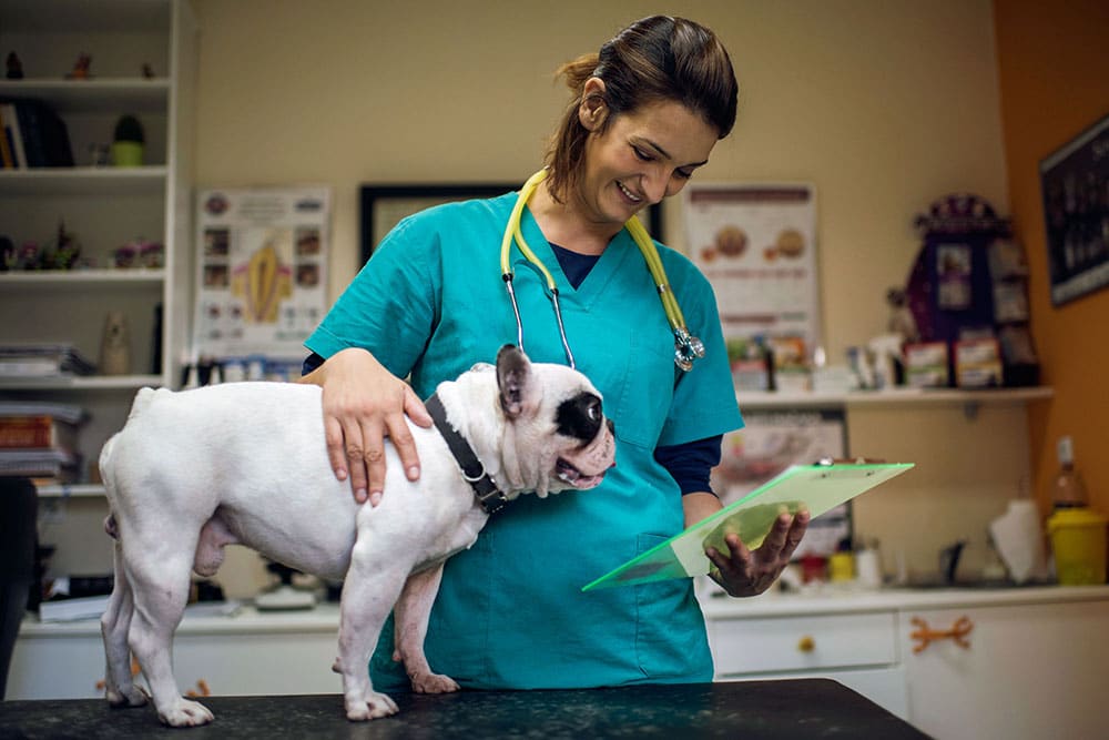 qualidades-para-se-tornar-um-excelente-medico-veterinario