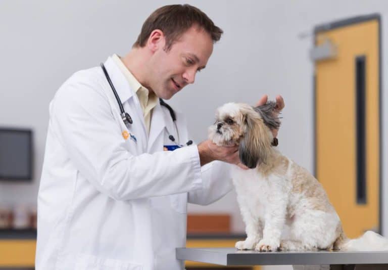 consultoria-para-clinicas-veterinarias