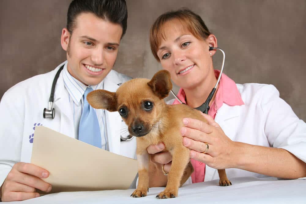como-faturar-mais-com-clinica-veterinaria